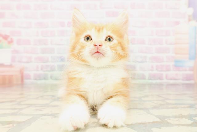 ノルウェージャン・フォレストキャット