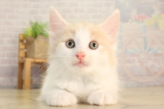 ノルウェージャン・フォレストキャット