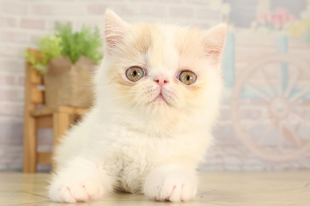 エキゾチック