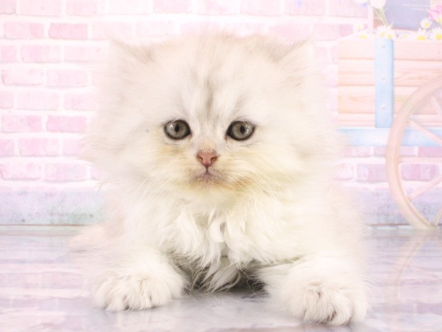 ペルシャ