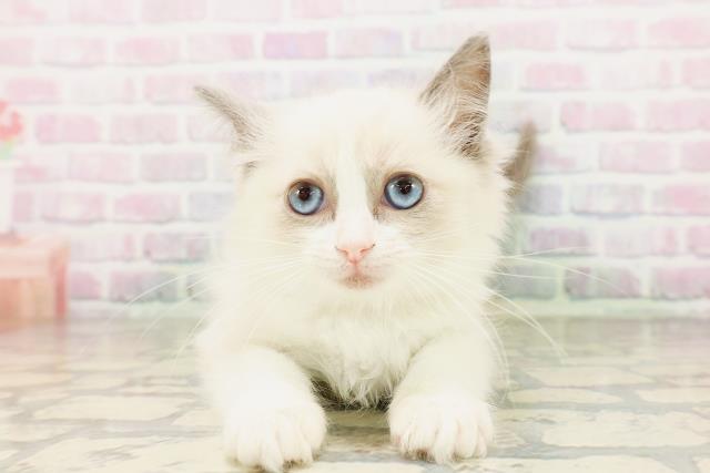 ラグドール