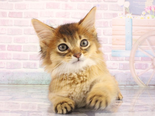 ソマリ