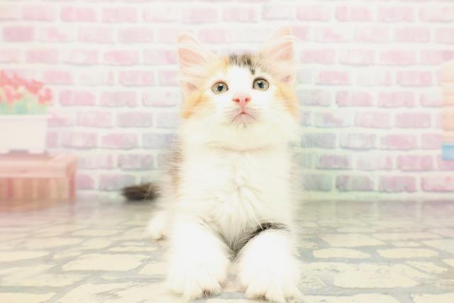 ノルウェージャン・フォレストキャット