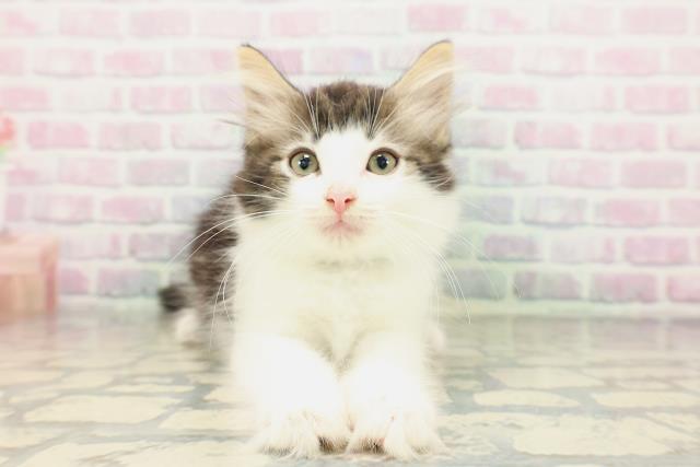 ノルウェージャン・フォレストキャット