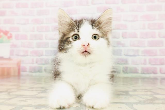 ノルウェージャン・フォレストキャット