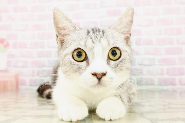 マンチカン(長足)