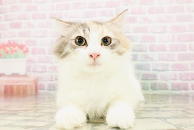 ノルウェージャン・フォレストキャット