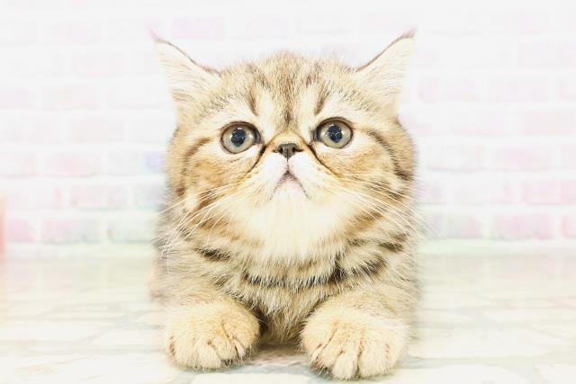 エキゾチック