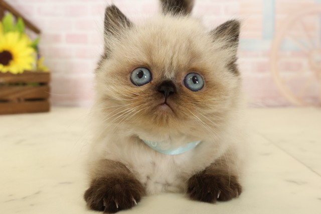 ヒマラヤン