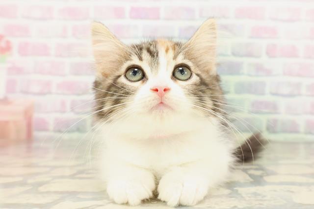 ノルウェージャン・フォレストキャット