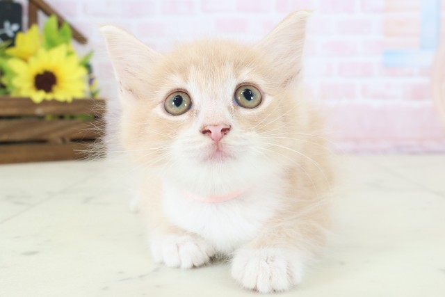 ノルウェージャン・フォレストキャット