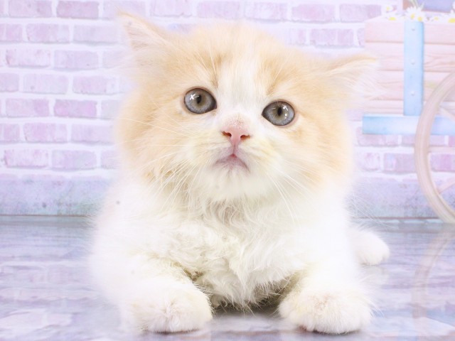 スコティッシュストレート