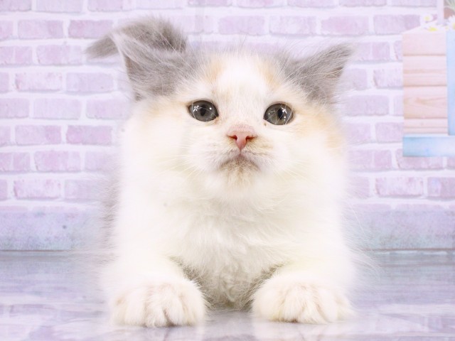 ブリティッシュロングヘアー