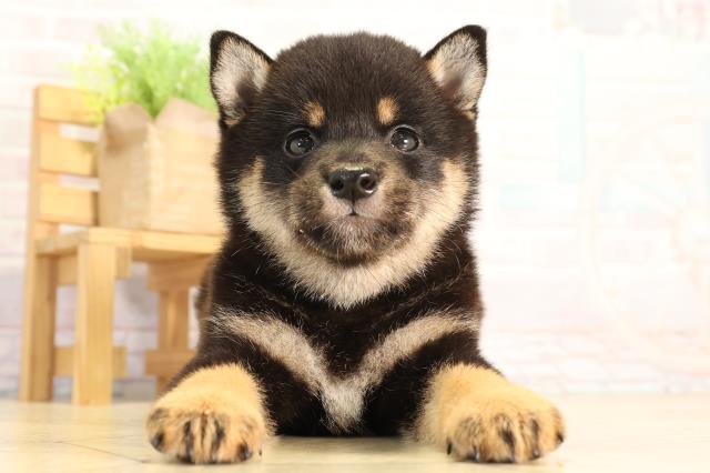 柴犬