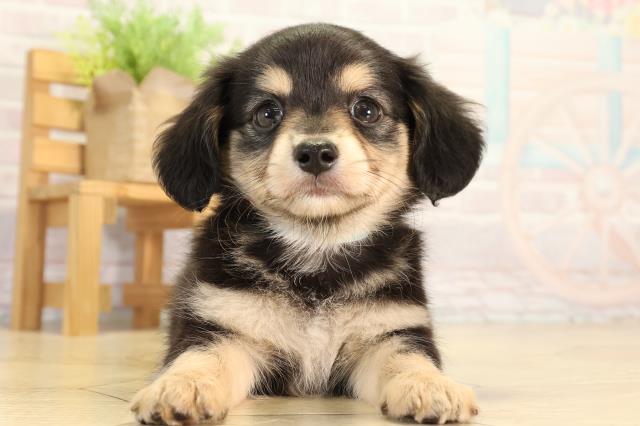 MIX（ハーフ）