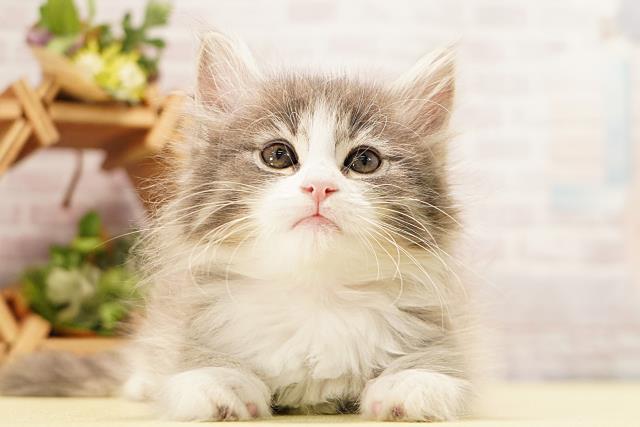 ノルウェージャン・フォレストキャット