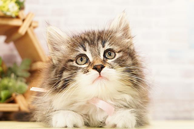 ノルウェージャン・フォレストキャット