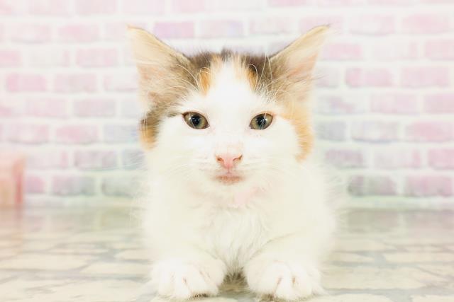 ノルウェージャン・フォレストキャット