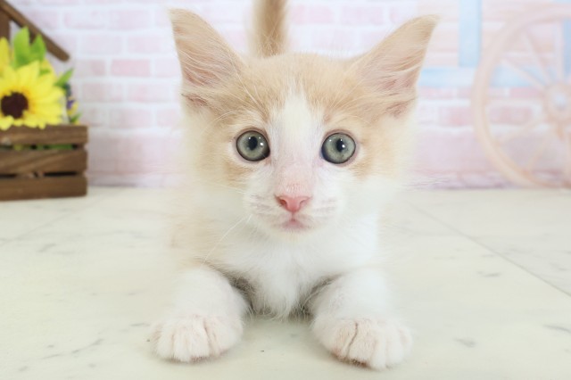 ノルウェージャン・フォレストキャット