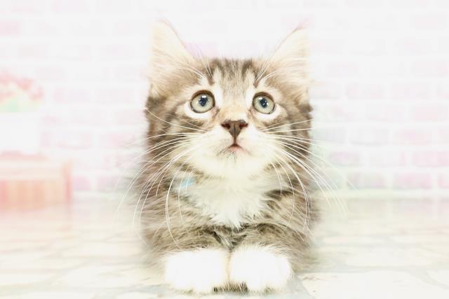 ノルウェージャン・フォレストキャット