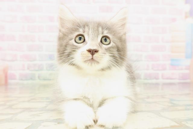 ノルウェージャン・フォレストキャット