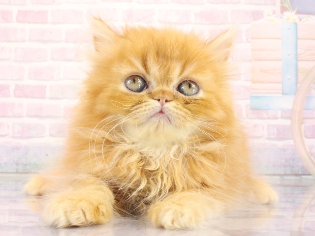 エキゾチック・ロングヘアー