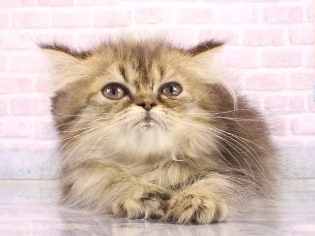 エキゾチック・ロングヘアー