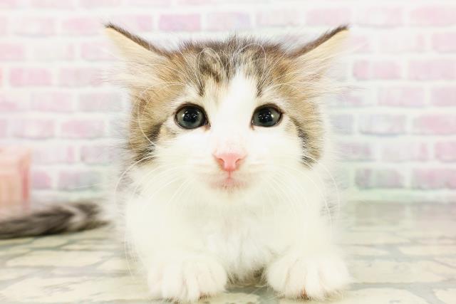 ノルウェージャン・フォレストキャット