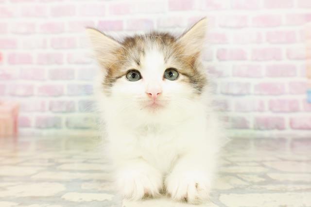 ノルウェージャン・フォレストキャット