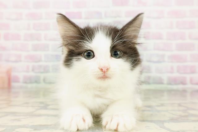 ノルウェージャン・フォレストキャット