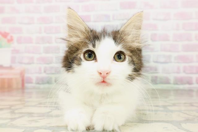 ノルウェージャン・フォレストキャット