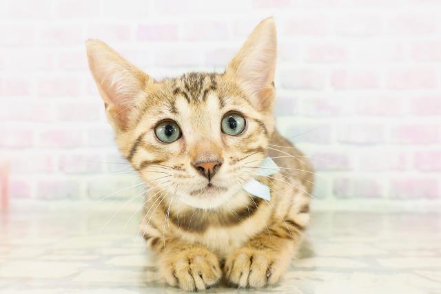 ベンガル