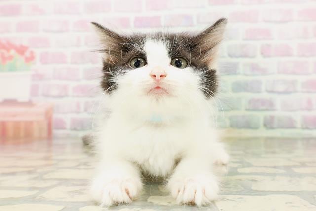 ノルウェージャン・フォレストキャット
