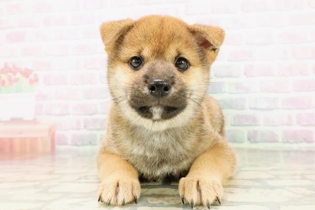柴犬