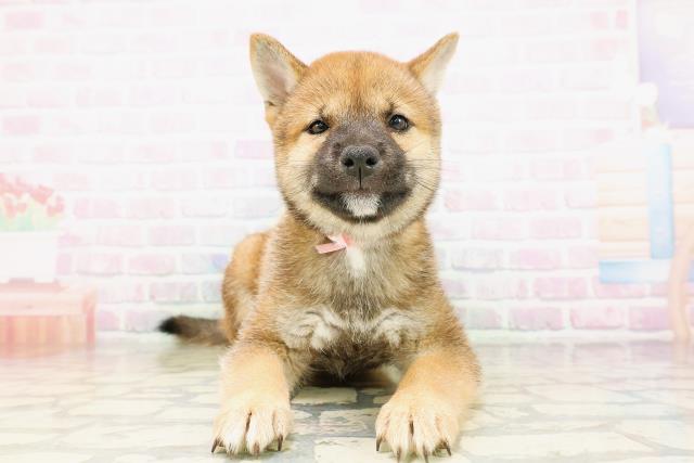 柴犬