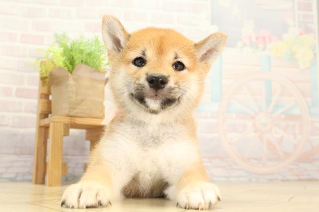 柴犬