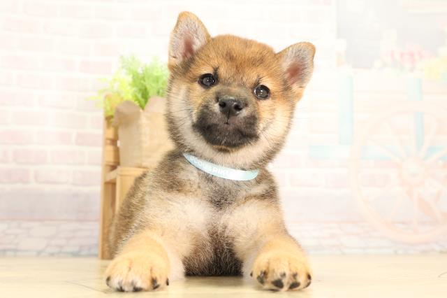 柴犬