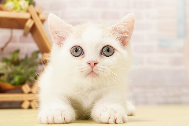マンチカン