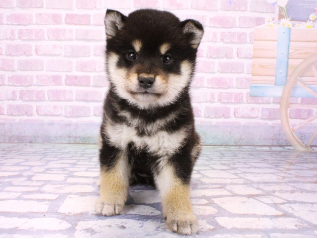 柴犬