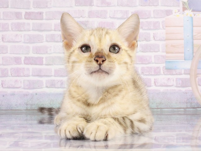 ベンガル