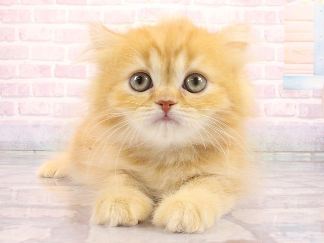 マンチカン(長足)