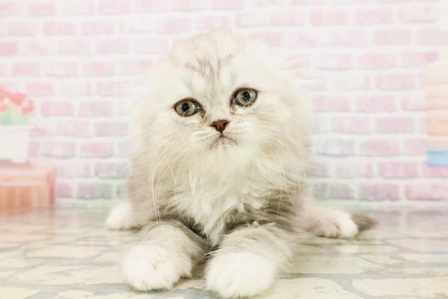 MIX（猫）