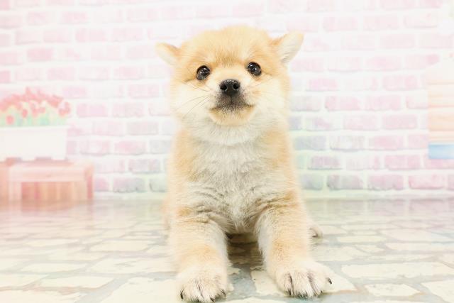 MIX（ハーフ）