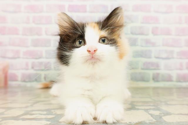 ノルウェージャン・フォレストキャット
