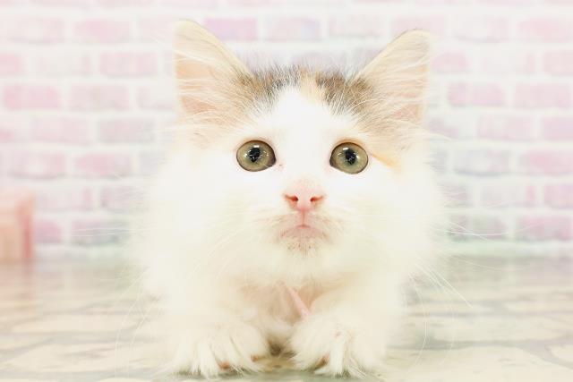 ノルウェージャン・フォレストキャット