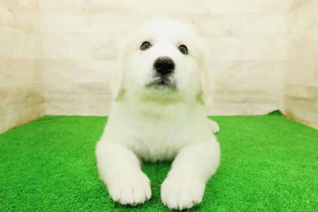 グレートピレニーズ