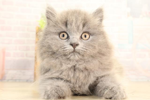 ブリティッシュロングヘアー