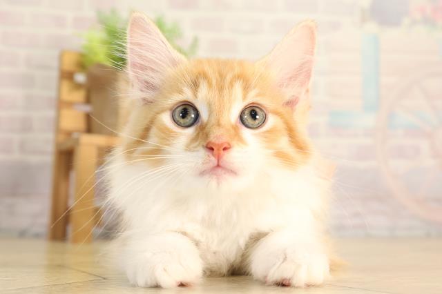 ノルウェージャン・フォレストキャット
