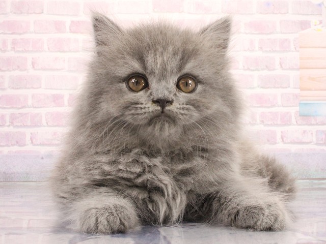 ブリティッシュロングヘアー