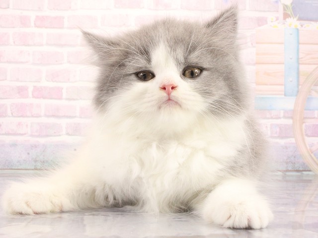 ブリティッシュロングヘアー